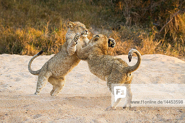 Zwei Löwenbabys  Panthera leo  stehen beim Spielen auf ihren Hinterbeinen im Sand  Pfoten in der Luft  Schwanz hoch  Sand in der Luft