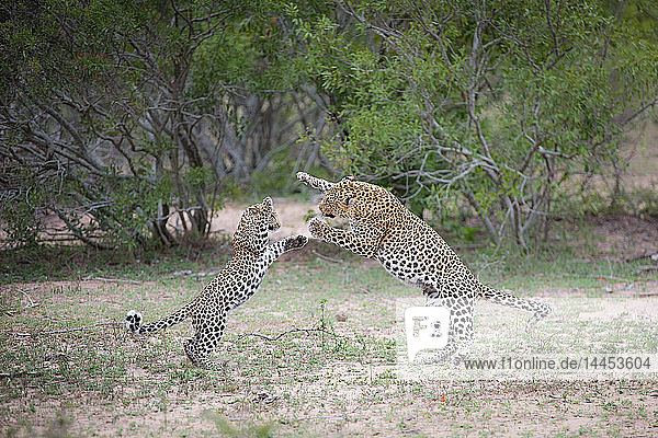 Eine Leopardenmutter  Panthera pardus  und ihr Junges stehen auf ihren Hinterbeinen  während sie kämpfen  Bäume im Hintergrund