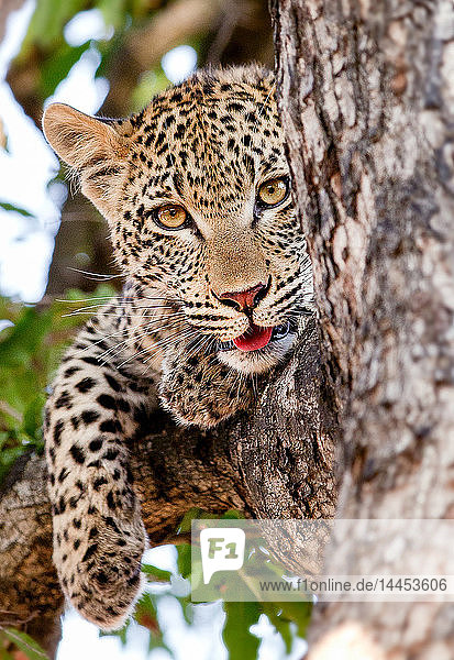 Der Kopf eines Leopardenjungen  Panthera pardus  liegt in einem Baum  wachsam  das Maul offen und die Zunge zeigend  die Pfote über dem Ast drapiert  gelbbraune Augen
