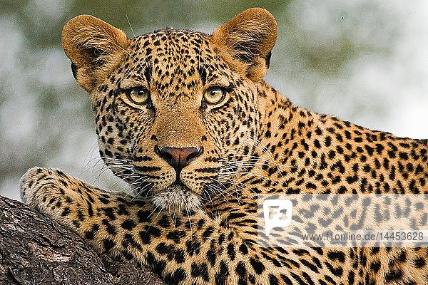 Leopardenkopf und -vorderbein  Panthera pardus  auf einem Baumast liegend  wachsam  Ohren nach vorne