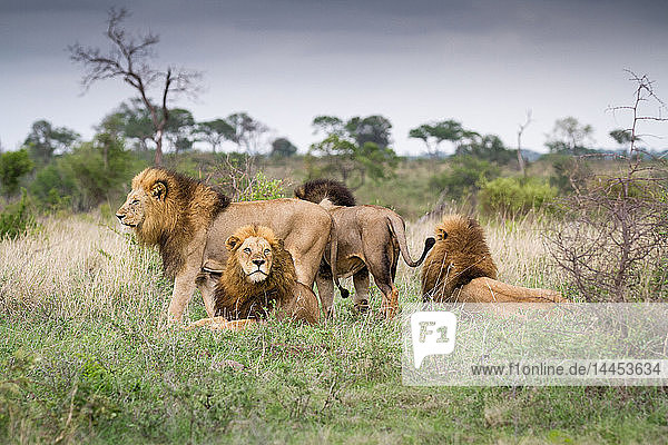 Männliche Löwen  Panthera leo  stehen und liegen zusammen auf grünem Gras und schauen weg.