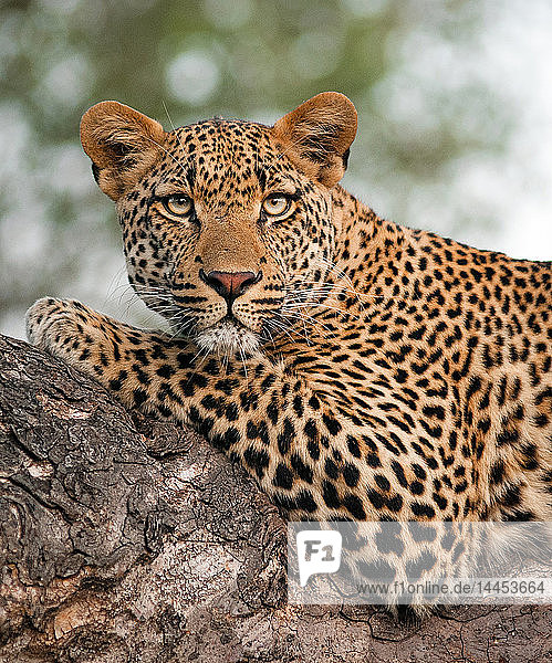 Oberkörper eines Leoparden  Panthera pardus  auf einem Ast liegend  wachsam  grün-gelbe Augen