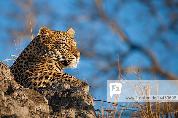 Ein Leopardenkopf  Panthera pardus  auf einem Termitenhügel liegend  wegschauend  blauer Himmel im Hintergrund