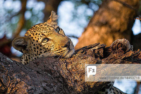Kopf und Vorderpfote eines Leoparden  Panthera pardus  Kopf auf Baumast ruhend  weiches Licht