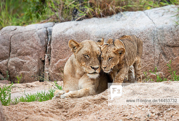 Ein Löwenjunges  Panthera leo  steht neben seiner Mutter  die auf dem Sand liegt  die Augen geschlossen  die Köpfe berühren  im Hintergrund ein Felsbrocken