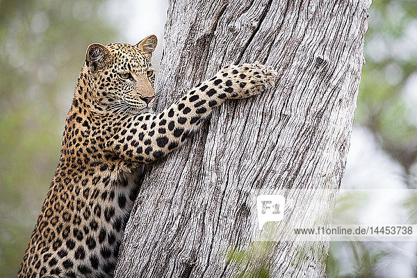 Ein Leopardenjunges,  Panthera pardus,  schaut weg,  klammert sich mit seinen Krallen an einen Baumstamm