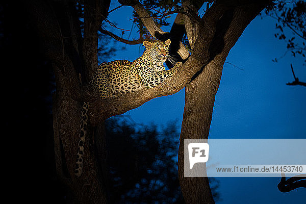 Ein Leopard  Panthera pardus  liegt in einem Baum  der Schwanz hängt herunter  schaut weg  nachts vom Scheinwerfer beleuchtet