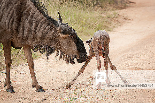 Eine Gnu-Mutter  Connochaetes taurinus  beschnüffelt ihr neugeborenes Kalb mit gespreizten Beinen auf einer sandigen Straße
