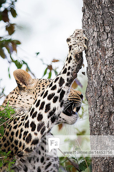 Der Kopf und das Vorderbein eines Leoparden  Panthera pardus  krallt sich aus und in den Baumstamm und die Rinde  während er aufsteigt und wegschaut