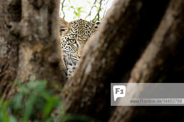 Der Kopf eines Leoparden,  Panthera pardus,  direkter Blick zwischen zwei Baumästen,  ein Auge