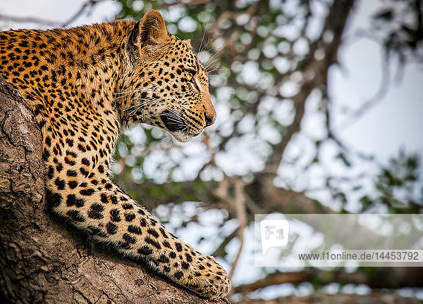 Leopardenkopf und -vorderbein  Panthera pardus  in einem Baum liegend  Kopf hoch  wegschauend