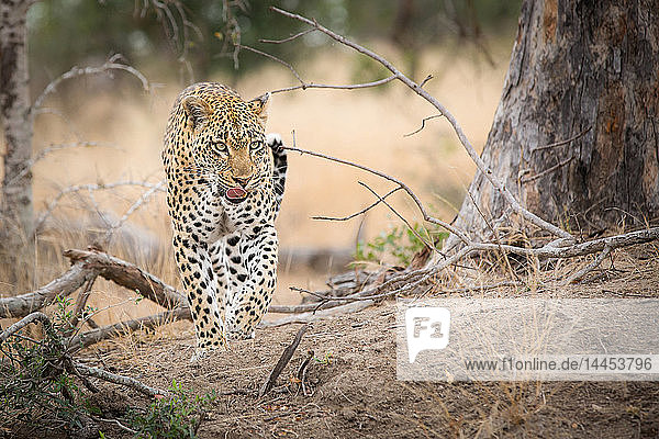 Ein Leopard  Panthera Pardus  geht auf die Kamera zu  mit erhobenem Bein  schaut weg  leckt die Lippen