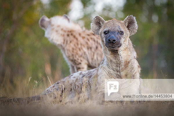Eine Tüpfelhyäne  Crocuta crocuta  wachsam  liegt im Gras  vernarbtes Auge  Hyäne im Hintergrund
