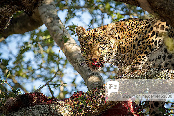 Ein Leopard  Panthera pardus  steht in einem Baum über einem Kadaver  wachsam  Blut an Nase und Schnauze  Ohren hoch