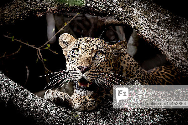 Der Kopf eines Leopardenjungen  Panthera pardus  zwischen zwei Zweigen  aus dem Rahmen aufblickend  offenes Maul  grün-gelbe Augen.