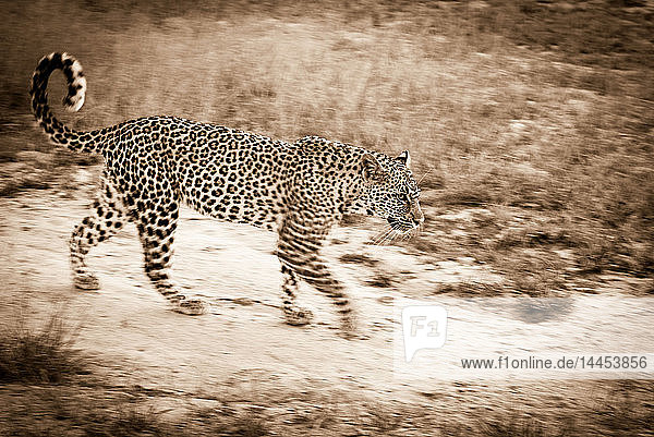 Unscharfe Sepiaaufnahme eines Leopardenweibchens  Panthera pardus  das mit gerolltem Schwanz in der Luft auf einem Wildpfad läuft.