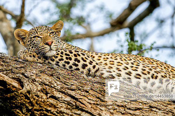 Ein Leopard  Panthera pardus  liegt auf einem Baum  ruht Kopf auf Bein  wachsam  gelbe Augen