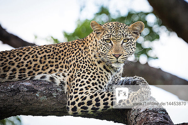 Ein Leopard  Panthera pardus  liegt auf einem Baumast  wachsam  im Hintergrund grün