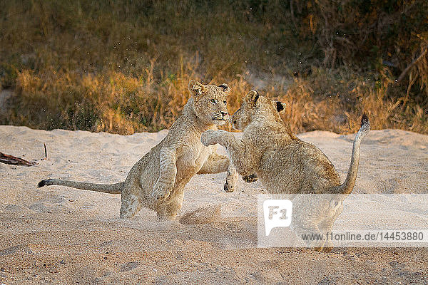 Zwei Löwenbabys  Panthera leo  stehen beim Spielen auf ihren Hinterbeinen im Sand  Pfoten in der Luft  Sand in der Luft