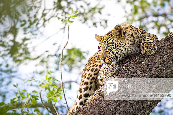 Ein Leopardenjunges  Panthera pardus  klammert sich mit seinen Krallen an einem senkrechten Marulabaumstamm  Sclerocarya birrea  fest  während es wegschaut