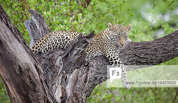 Ein Leopard  Panthera pardus  liegt in einem Baum  das vordere Bein über den Zweig drapiert  wegblickend  Grün im Hintergrund.