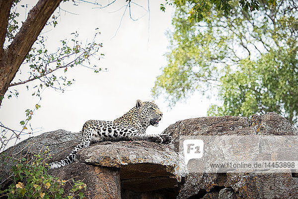 Ein Leopard,  Panthera pardus,  liegt auf einem Felsblock und schaut weg,  Bäume und weißer Himmel im Hintergrund.