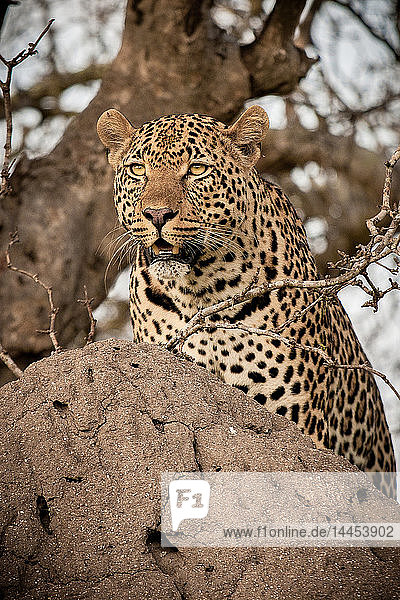 Ein Leopard  Panthera pardus  auf einem Termitenhügel  der sich umsieht.