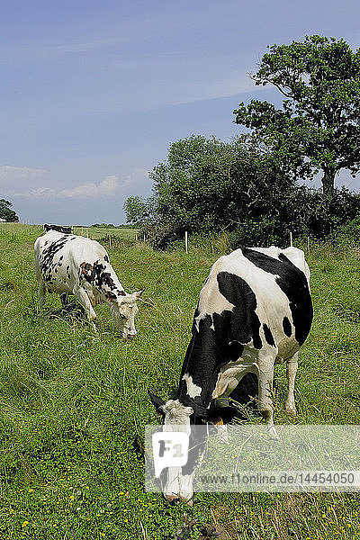 Europe  France  Brittany  Morbihan  Vannes  56  Municipality(Commune) of Sene  Meadows  Cows laitieres*