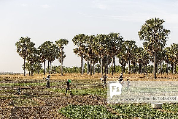 Frauen und Kinder arbeiten auf Gemüsefeldern in Karsome  Togo.