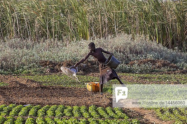Girl fetching watering a field in Karsome  Togo.