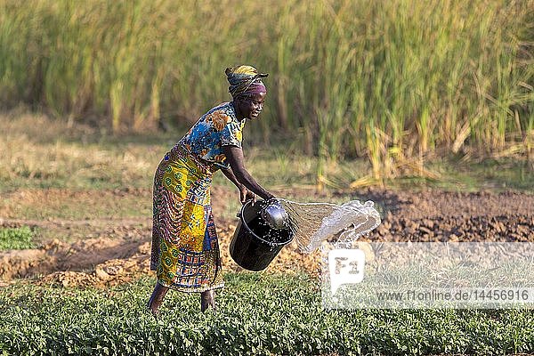 Frau bewässert ihr Feld in Karsome  Togo.