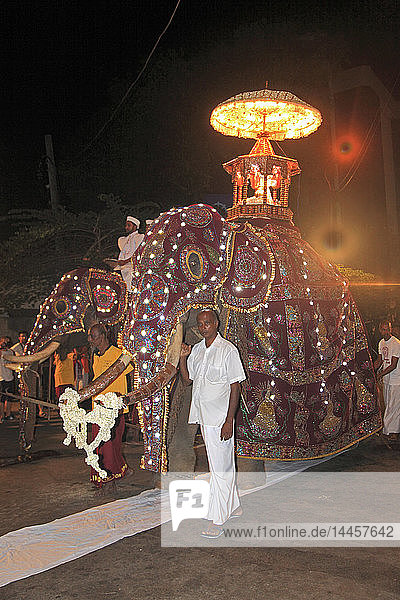 'Sri Lanka; Colombo  Navam Perahera  festival  elephants  the Tusker  sacred relic '