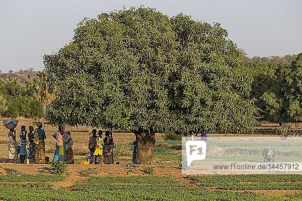 Mitglieder einer Frauenkooperative auf einem Gemüsefeld in Karsome  Togo.