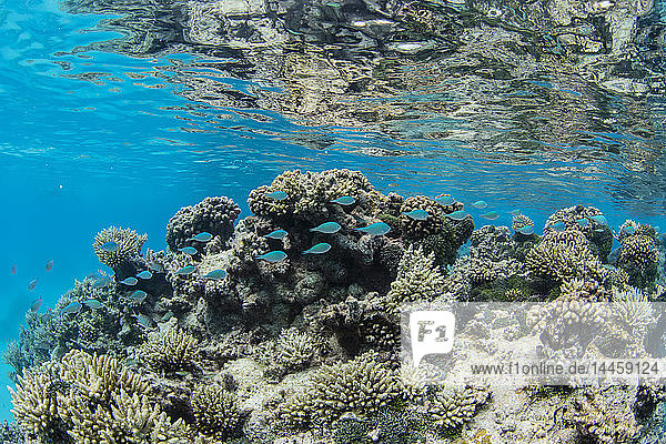 Unterwasserbild der inneren Lagune des Apataki Korallenatolls  Palliser Inseln  Tuamotus  Französisch-Polynesien  Südpazifik