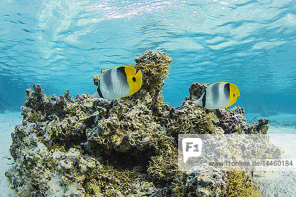 Farbenfrohe Rifffische in der inneren Lagune des Toau-Atolls  Tuamotus  Französisch-Polynesien  Südpazifik