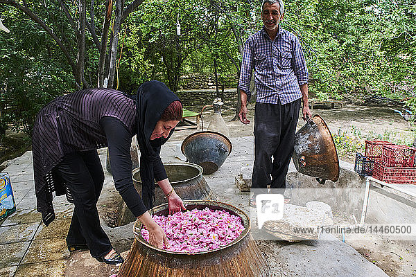 Destillation von Rosen zur Herstellung von Rosenwasser  Kashan  Provinz Isfahan  Iran  Naher Osten