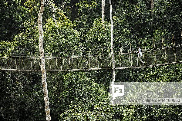 Man walking on Canopy Walkway through tropical rainforest in Kakum National Park  Ghana