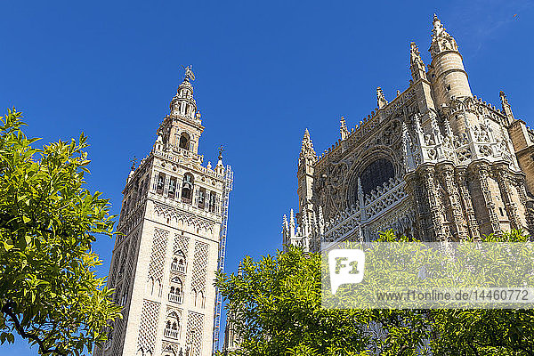 Die Kathedrale von Sevilla und der Glockenturm Giralda vom Innenhof aus gesehen  UNESCO-Weltkulturerbe  Sevilla  Andalusien  Spanien