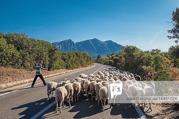 Hirte mit Herde auf dem Weg nach Orgosolo in Sardinien  Italien