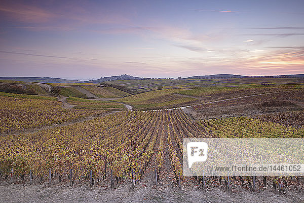The vineyards of Sancerre  known for fine wines from grape varieties such as pinot noir and sauvignon blanc  Sancerre  Cher  Centre-Val de Loire  France