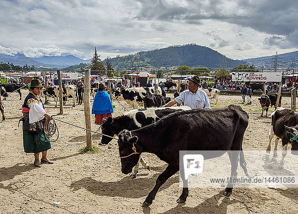 Saturday Livestock Market  Otavalo  Imbabura Province  Ecuador  South America