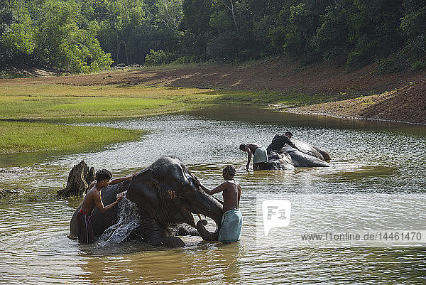 Waschen der Elefanten im Kottoor Kappukadu Elephant Rehabilitation Centre  Kerala  Indien  Südasien