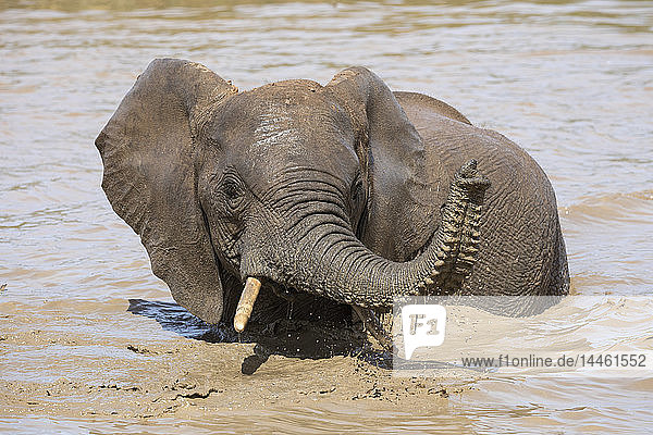 Afrikanischer Elefant  Loxodonta africana  beim Baden  Addo-Elefanten-Nationalpark  Ostkap  Südafrika
