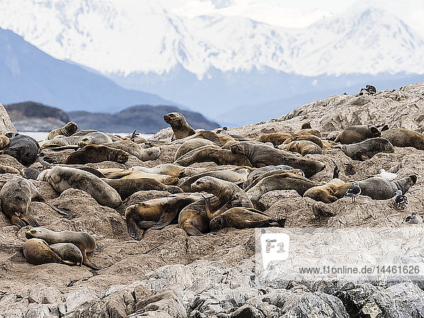 South American sea lions Otaria flavescens on a small islet in the Beagle Channel Ushuaia Argentina South America