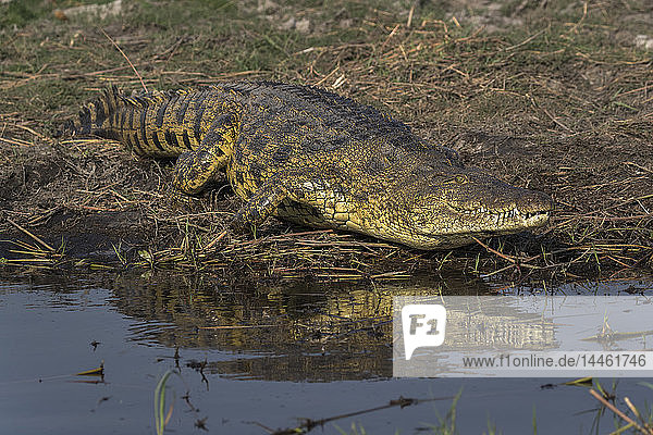 Nilkrokodil  Crocodylus niloticus  Chobe-Fluss  Botsuana  Südliches Afrika