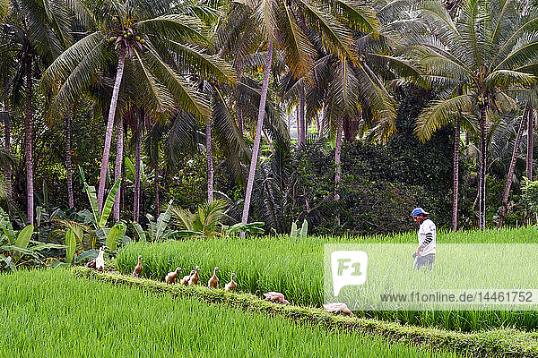 Green rice fields on the Sari Organic Walk in Ubud  Bali  Indonesia  Southeast Asia