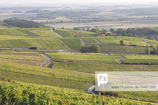 Die Weinberge von Sancerre  bekannt für edle Weine aus Rebsorten wie Pinot noir und Sauvignon blanc  Sancerre  Cher  Centre-Val de Loire  Frankreich