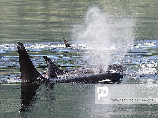 Orcinus orca  ein ortsansässiger Schwertwal  taucht in der Chatham Strait auf  Südost-Alaska  USA