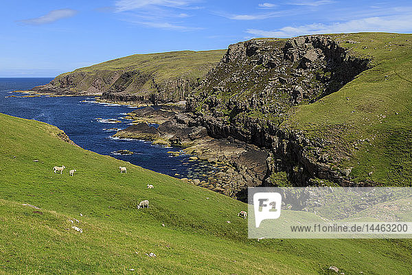 Schafe auf der Weide am Meer in Lochniver  Schottland
