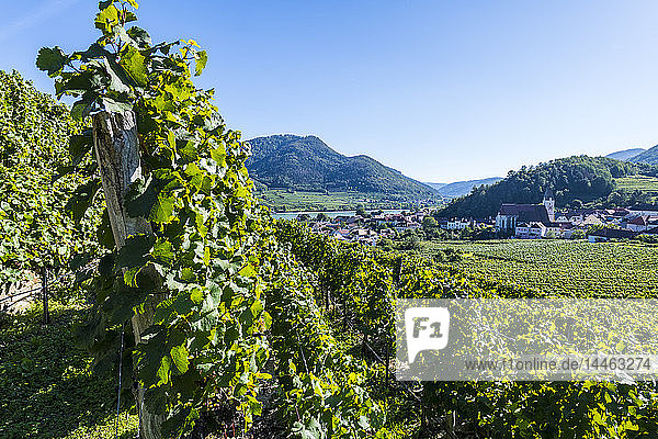 Vineyards overlooking Spitz on the Wachau  UNESCO World Heritage Site  Austria